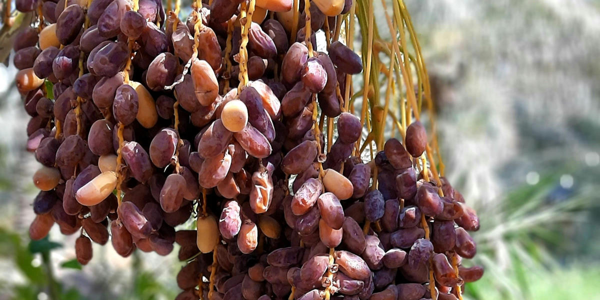 توزیع جهانی